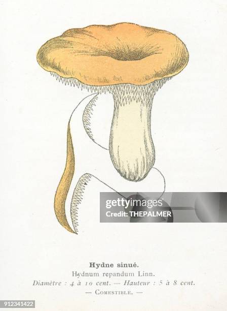 hedgehog mushroom engraving 1895 - hedgehog mushroom stock illustrations