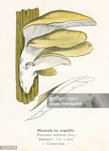 oyster mushroom engraving 1895 - oyster mushroom stock illustrations