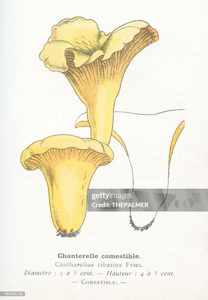 Chanterelle mushroom engraving 1895
