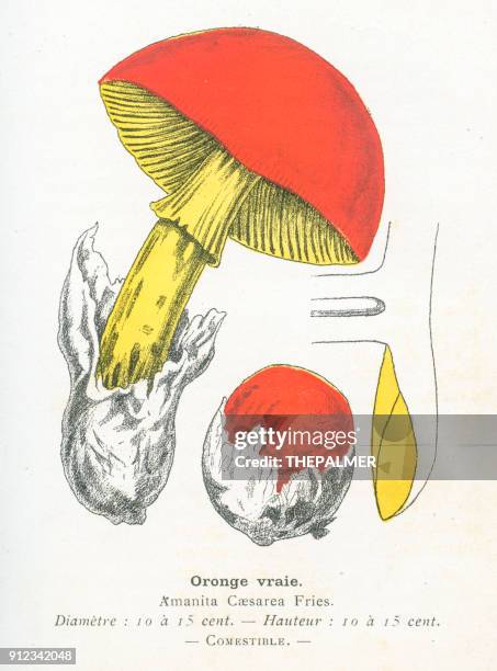 caesar's mushroom engraving 1895 - growing mushrooms stock illustrations