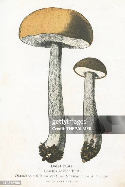 birch bolete mushroom engraving 1895 - birch bolete stock illustrations