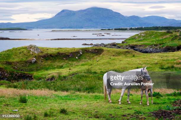 ardnagreevagh, the horses of connemara - connemara stock-fotos und bilder