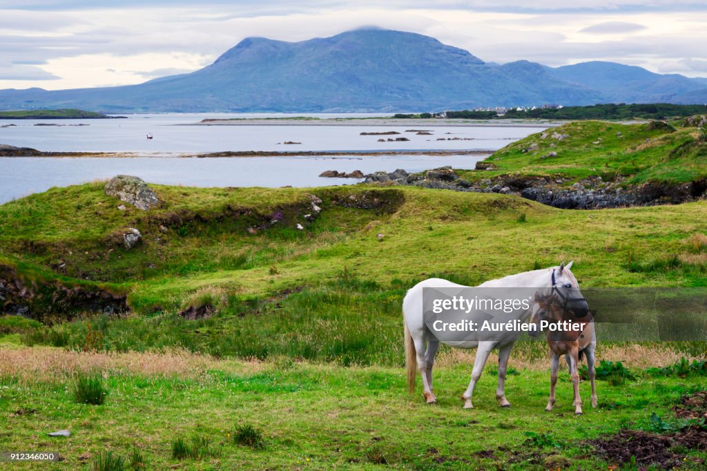 Ardnagreevagh, the horses of Connemara