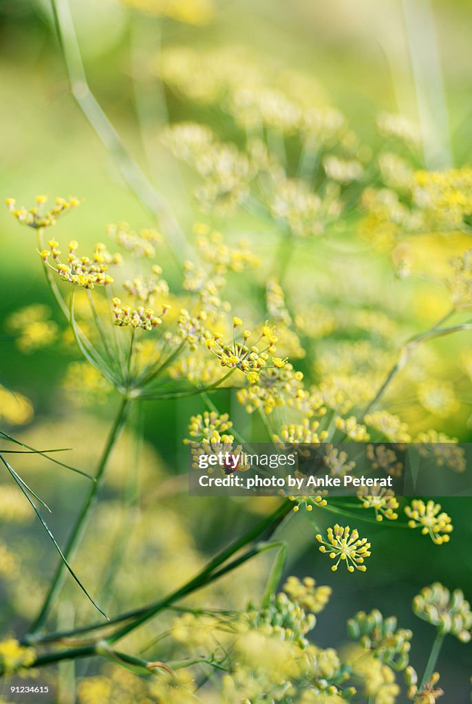 Flowers  of a dill plant