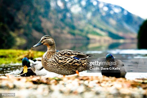 ducks & drakes - lakes of killarney stock pictures, royalty-free photos & images