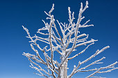 Rime Ice on Dead Tree