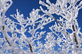Soft Rime Ice on Trees
