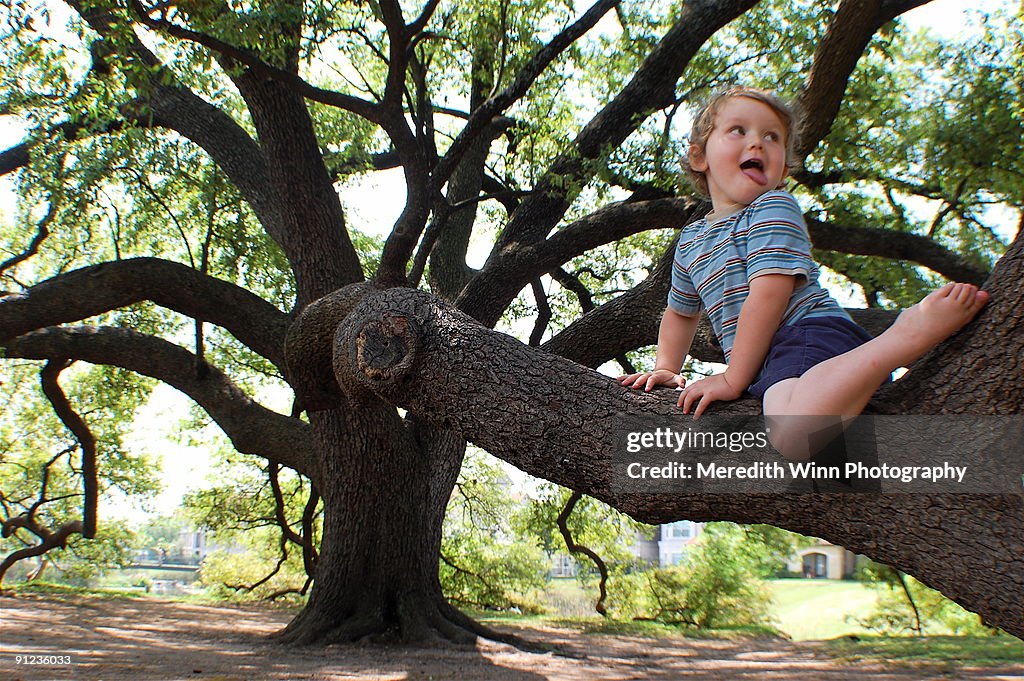 Barefoot boy climbing huge oak tree