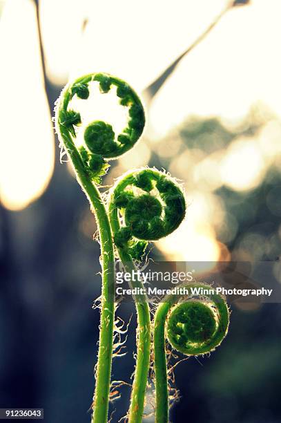three fiddlehead ferns backlit with sunshine - broto de samambaia imagens e fotografias de stock