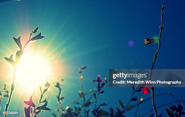 tiny flowers and blue sky with bright sunflare - mittag stock-fotos und bilder