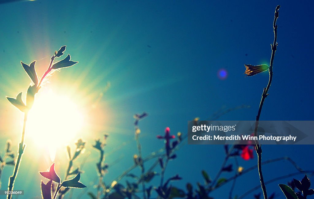 Tiny flowers and blue sky with bright sunflare