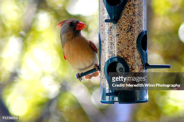 a cardinal bird (male) perched at bird feeder - bird seed stock pictures, royalty-free photos & images