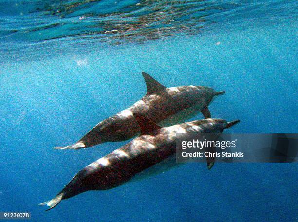 cruising dolphins - maui dolphin stock pictures, royalty-free photos & images