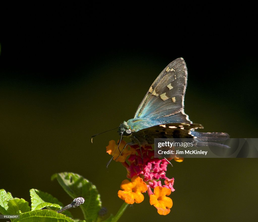 Long tailed Skipper Butterfly