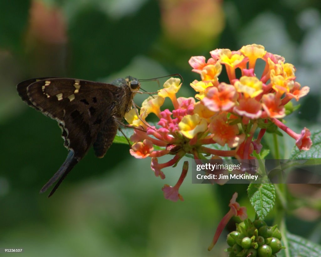 Long tailed Skipper Butterfly