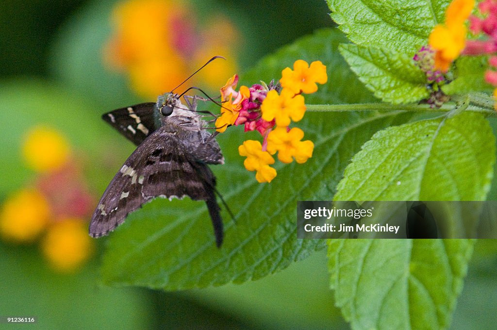 Long tailed Skipper Butterfly