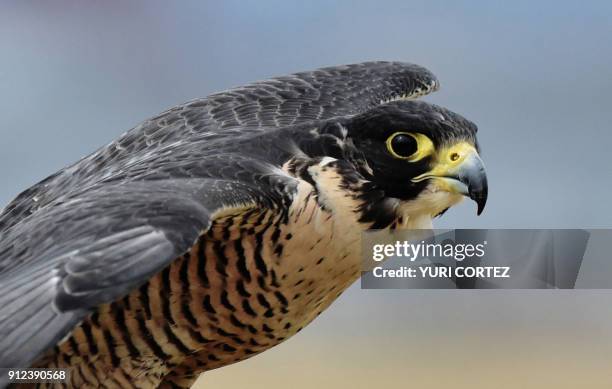 Peregrine falcon is being prepared by personnel of the Fumigation and Avian Control company to be released to patrol the runways and air space over...