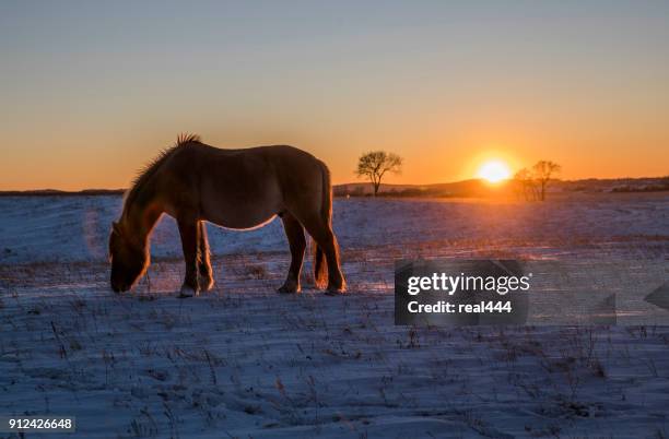 winter auf der ranch - zugpferd stock-fotos und bilder