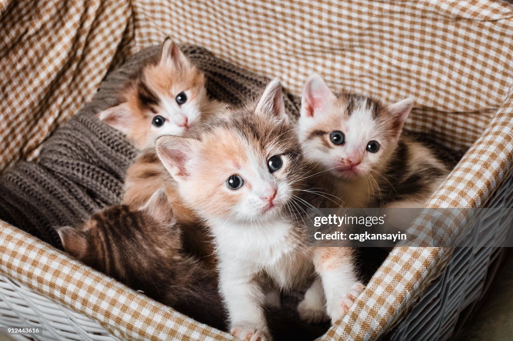 Four cute kitten in a white basket