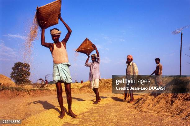 Paysans vannant le riz dans l'Etat d'Odisha , Inde.