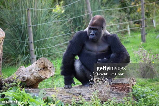 male gorilla - 野生動物保護區 個照片及圖片檔