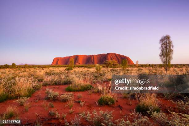 the approaching dawn and uluru - uluru stock pictures, royalty-free photos & images