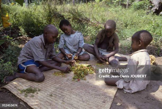 Enfants epluchant la recolte de clous de girofle sur l'ile d'Unguja, dans l'archipel de Zanzibar, Tanzanie.