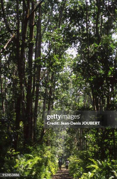 Foret de l'ile d'Unguja, dans l'archipel de Zanzibar, Tanzanie.