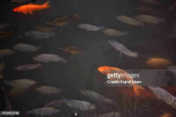 koi fish at pond - tsu stock pictures, royalty-free photos & images