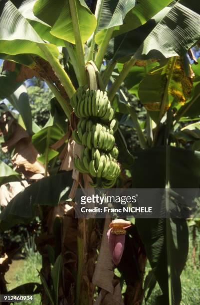 Bananier aux Seychelles.