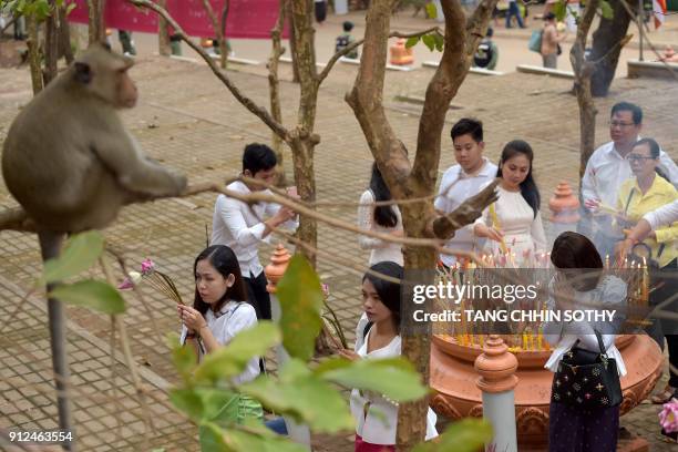 Cambodian women pray as a monkey sits on a tree during the Meak Bochea Buddhist celebration at the Oddong mountain in Kandal province, some 40...