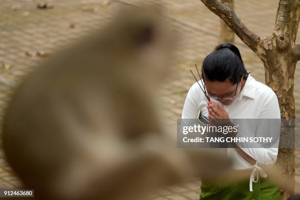 Cambodian woman prays as a monkey sits on a tree during the Meak Bochea Buddhist celebration at the Oddong mountain in Kandal province, some 40...