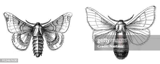 stockillustraties, clipart, cartoons en iconen met binnenlandse nachtpauwogen, bombyx mori, man en vrouw - male animal