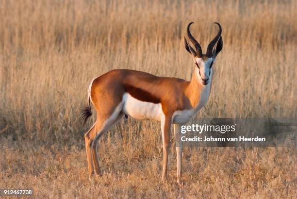 springbok ram - springbok foto e immagini stock