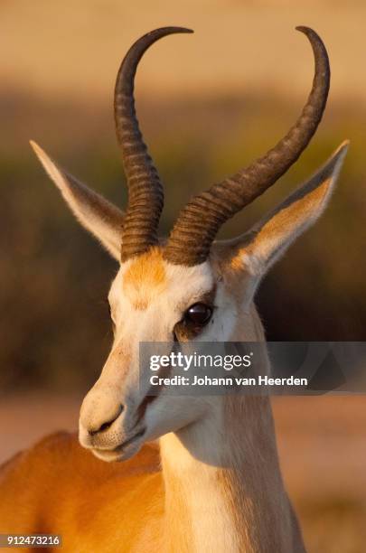 Springbok Labeled Springbok South Africa Photos and Premium High Res Pictures - Getty Images