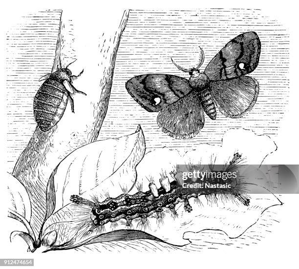 rusty tussock moth or vapourer (orgyia antiqua) - tussock moth stock illustrations
