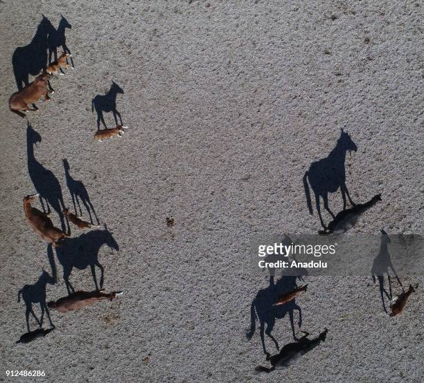 Drone photo shows Arab horses and foals at a horse farm of Anatolian Agriculture Enterprise, which was established with the name of "Çiftlikat-...