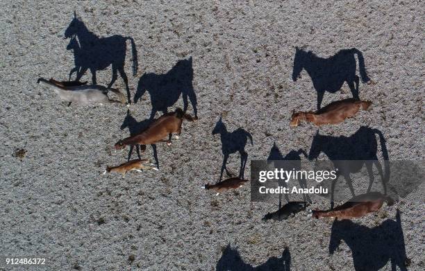 Drone photo shows Arab horses and foals at a horse farm of Anatolian Agriculture Enterprise, which was established with the name of "Çiftlikat-...