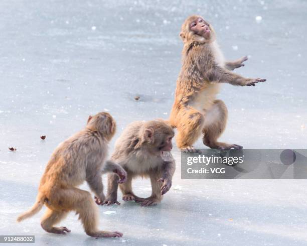 Rhesus macaque monkeys play on ice at Nanjing Hongshan Forest Zoo on January 30, 2018 in Nanjing, Jiangsu Province of China.