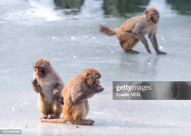 Rhesus macaque monkeys play on ice at Nanjing Hongshan Forest Zoo on January 30, 2018 in Nanjing, Jiangsu Province of China.