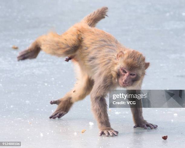 Rhesus macaque monkey plays on ice at Nanjing Hongshan Forest Zoo on January 30, 2018 in Nanjing, Jiangsu Province of China.