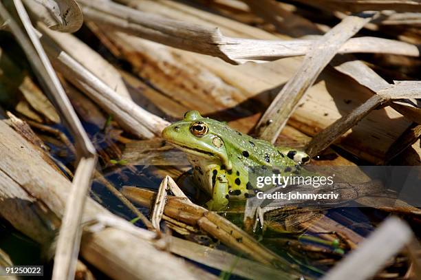 frog - leben im teich stock-fotos und bilder