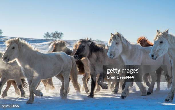 winter auf der ranch - zugpferd stock-fotos und bilder