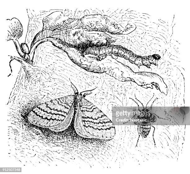 winter-motte (operophtera brumata - geometridae stock-grafiken, -clipart, -cartoons und -symbole