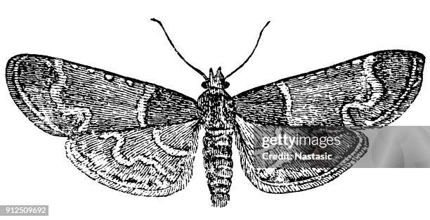 meal moth - pyralis farinalis - geometridae stock illustrations