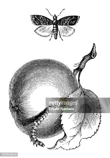 codling moth (cydia pomonella) caterpillar in fruit - book worm stock illustrations