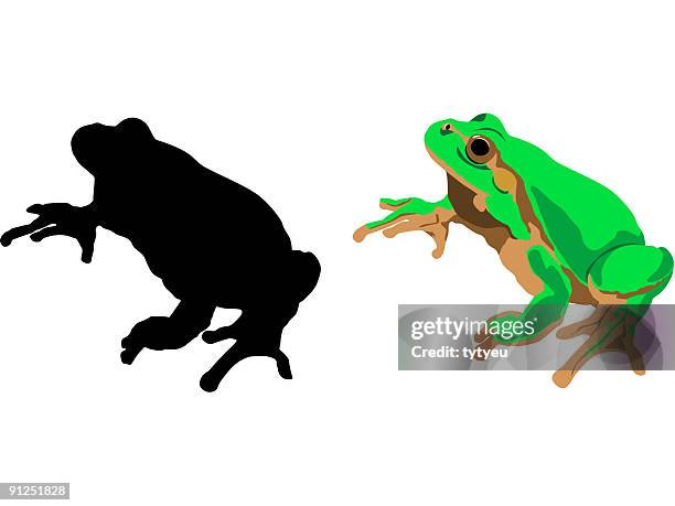 vector frog - green tree frog stock illustrations