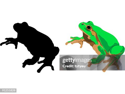 Vector frog Vector frog