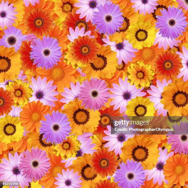 spring flower bed xxxl - shagpile stock pictures, royalty-free photos & images