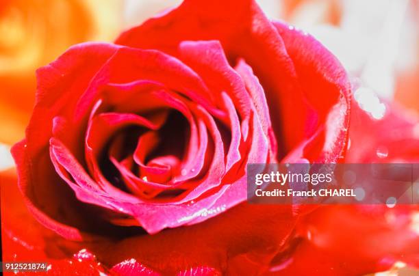 Detail d'une rose lors de la fete des roses de Kelaat-M'Gouna, Maroc.